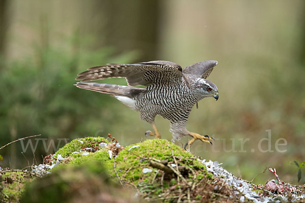 Habicht (Accipiter gentilis)