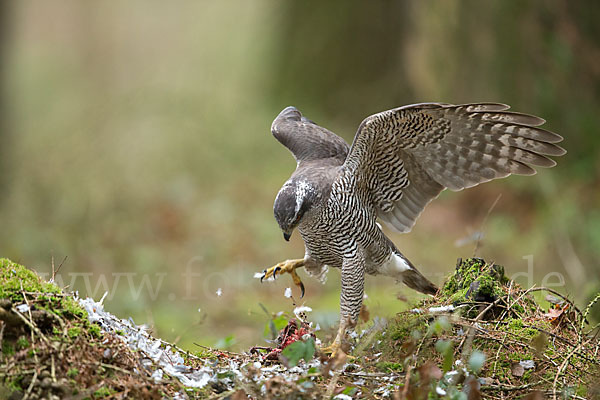 Habicht (Accipiter gentilis)