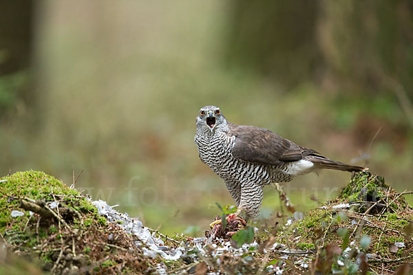 Habicht (Accipiter gentilis)