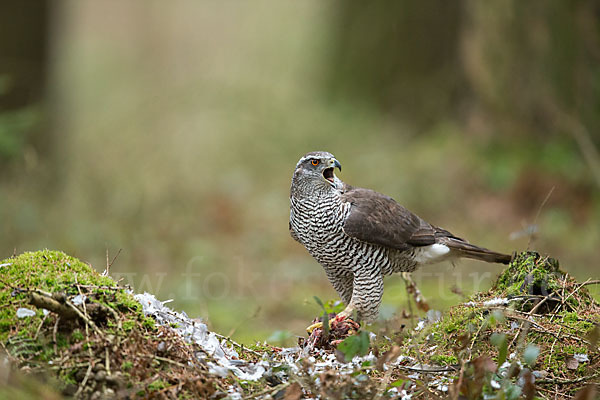 Habicht (Accipiter gentilis)