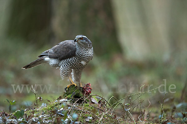 Habicht (Accipiter gentilis)