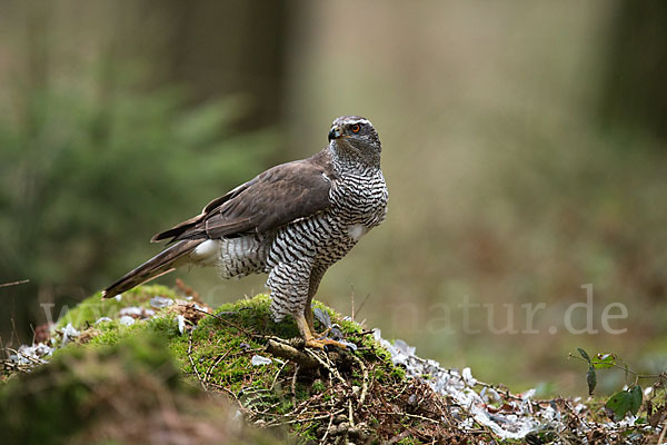 Habicht (Accipiter gentilis)