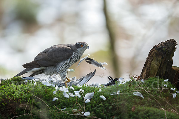 Habicht (Accipiter gentilis)