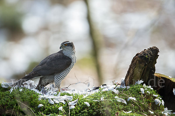 Habicht (Accipiter gentilis)