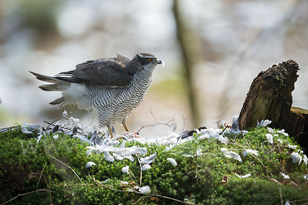 Habicht (Accipiter gentilis)