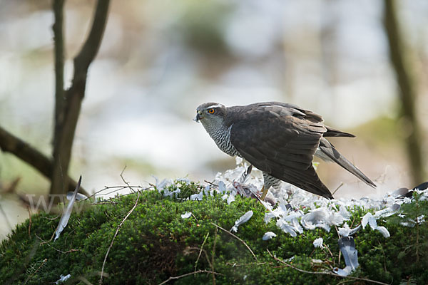 Habicht (Accipiter gentilis)