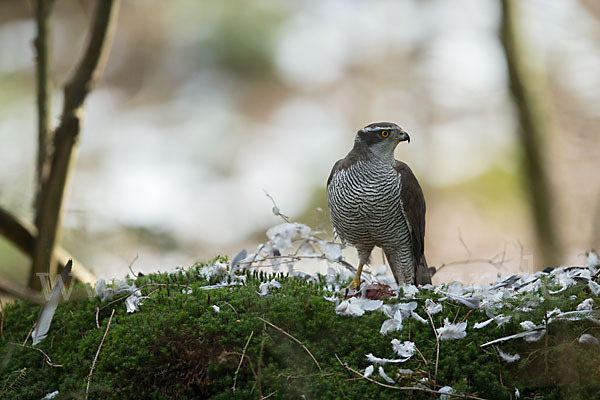 Habicht (Accipiter gentilis)