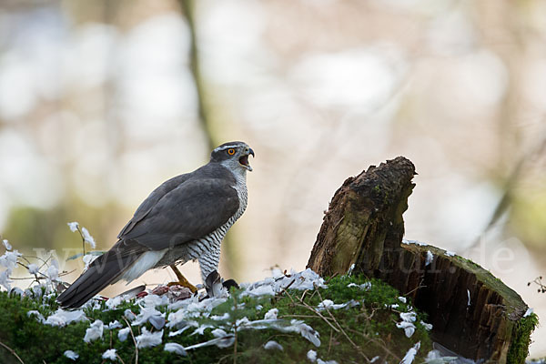 Habicht (Accipiter gentilis)