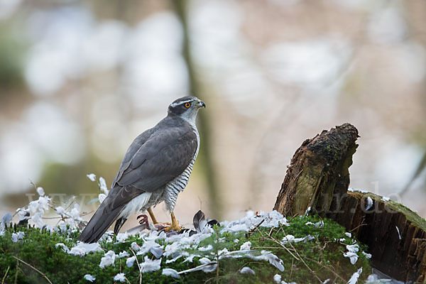 Habicht (Accipiter gentilis)