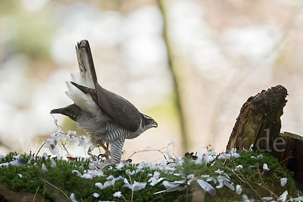 Habicht (Accipiter gentilis)