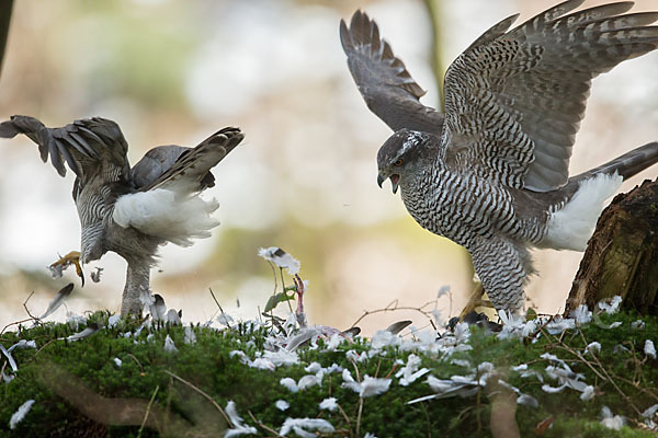 Habicht (Accipiter gentilis)