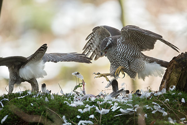 Habicht (Accipiter gentilis)