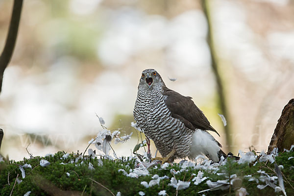 Habicht (Accipiter gentilis)