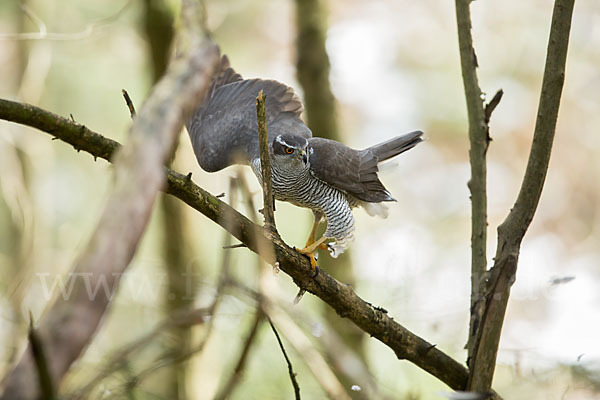 Habicht (Accipiter gentilis)