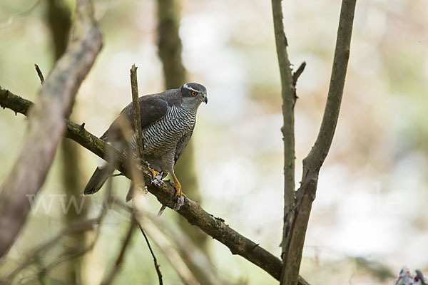 Habicht (Accipiter gentilis)