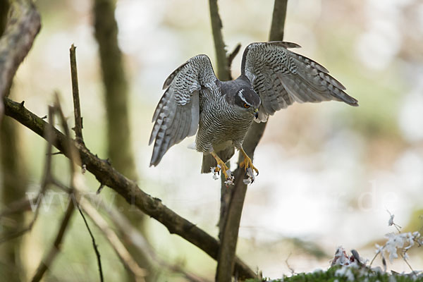 Habicht (Accipiter gentilis)