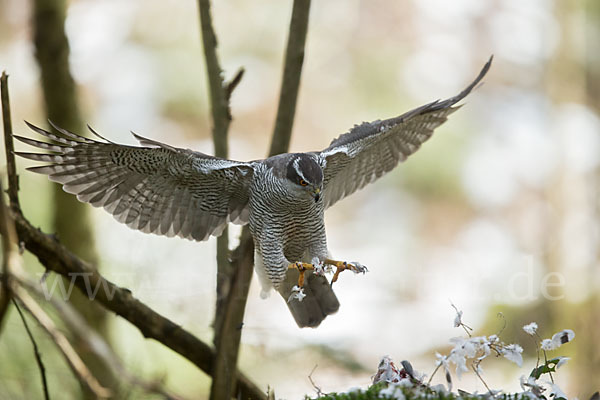 Habicht (Accipiter gentilis)