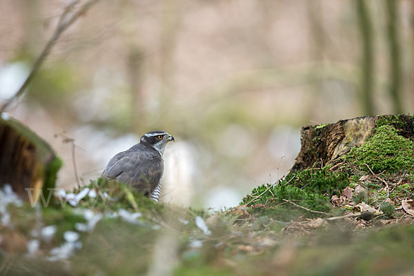 Habicht (Accipiter gentilis)