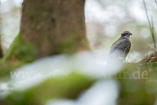 Habicht (Accipiter gentilis)