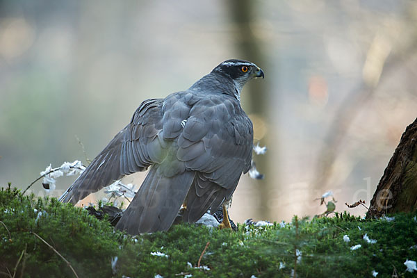 Habicht (Accipiter gentilis)