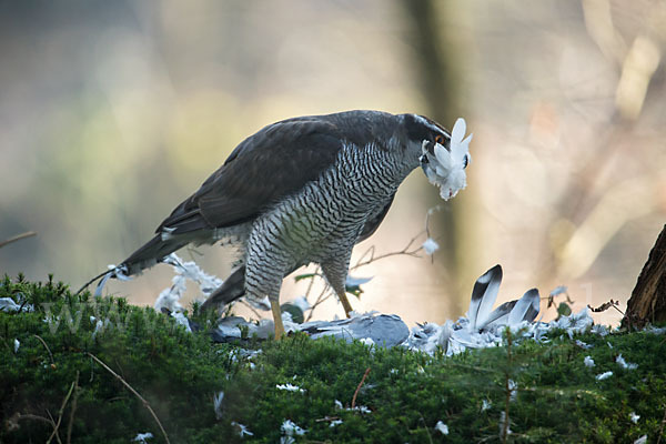 Habicht (Accipiter gentilis)