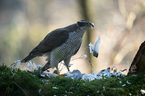 Habicht (Accipiter gentilis)