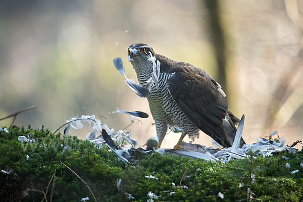 Habicht (Accipiter gentilis)