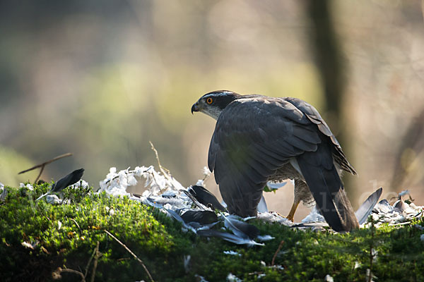 Habicht (Accipiter gentilis)