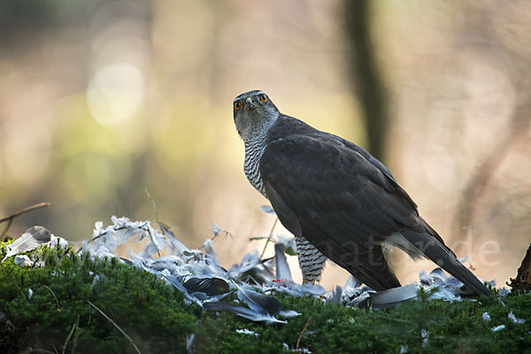 Habicht (Accipiter gentilis)