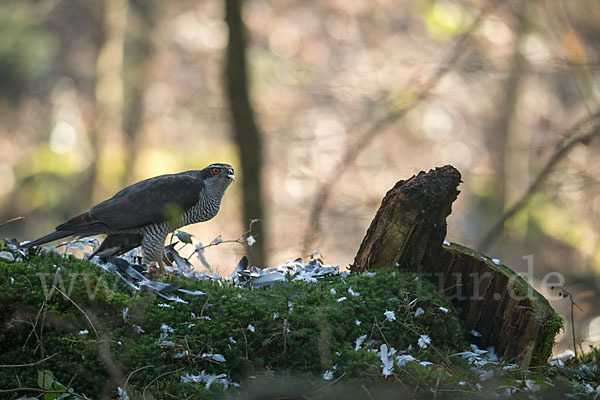 Habicht (Accipiter gentilis)