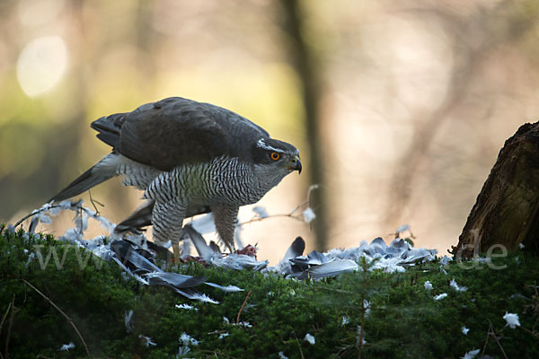 Habicht (Accipiter gentilis)