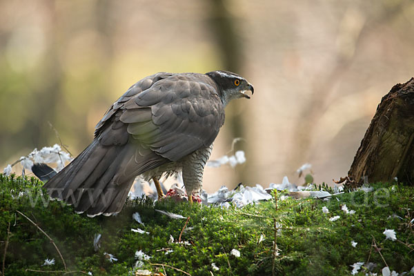 Habicht (Accipiter gentilis)