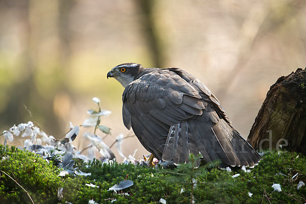 Habicht (Accipiter gentilis)