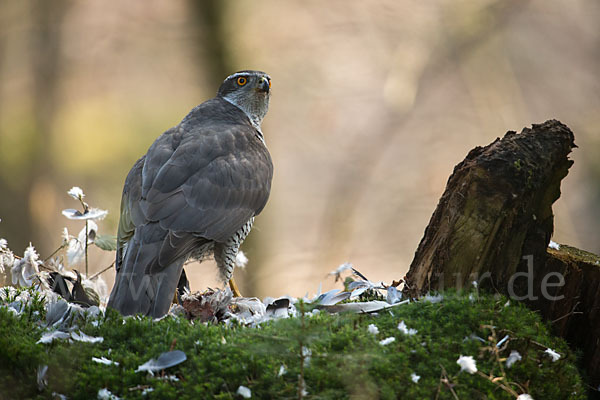 Habicht (Accipiter gentilis)