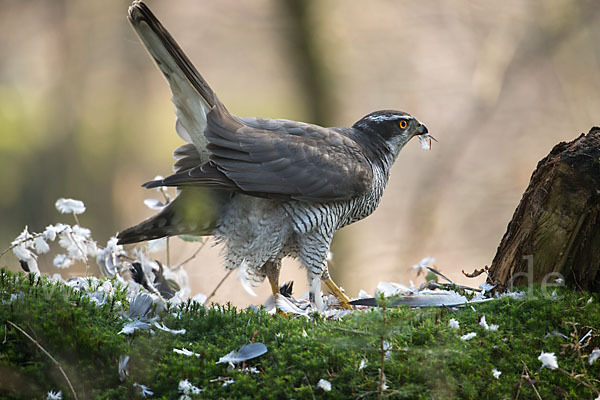 Habicht (Accipiter gentilis)