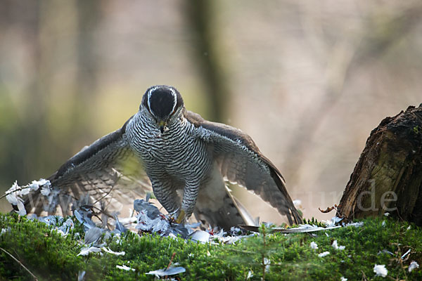 Habicht (Accipiter gentilis)