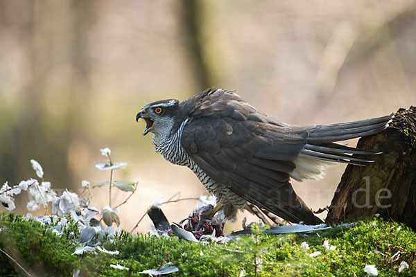 Habicht (Accipiter gentilis)