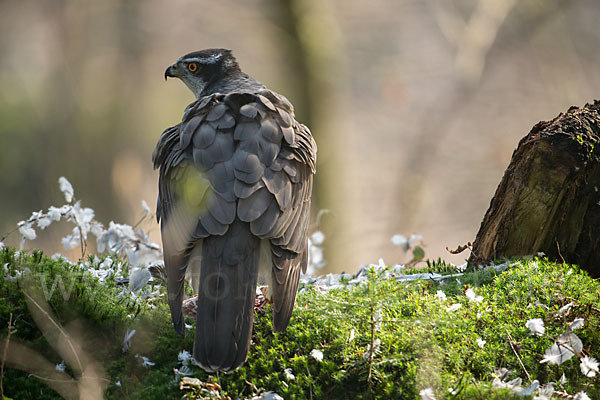 Habicht (Accipiter gentilis)