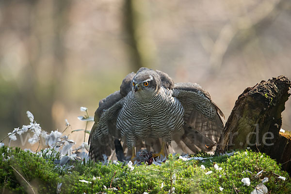 Habicht (Accipiter gentilis)