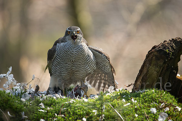 Habicht (Accipiter gentilis)