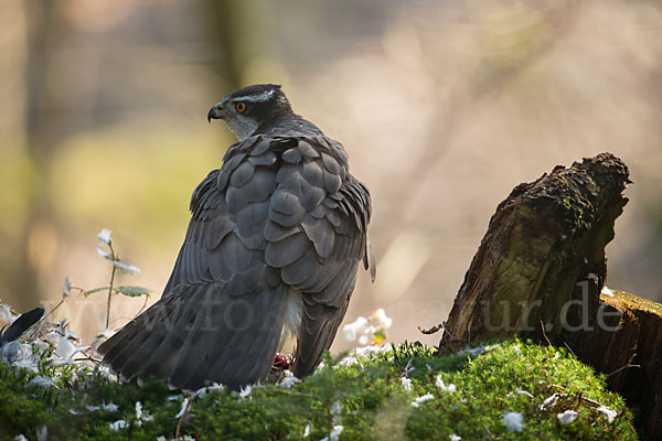 Habicht (Accipiter gentilis)