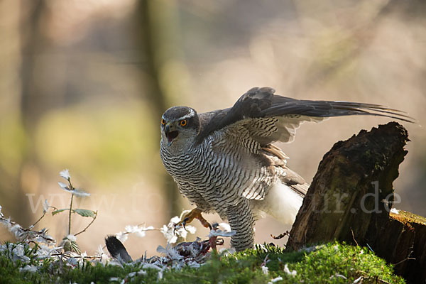 Habicht (Accipiter gentilis)