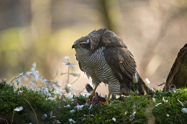 Habicht (Accipiter gentilis)