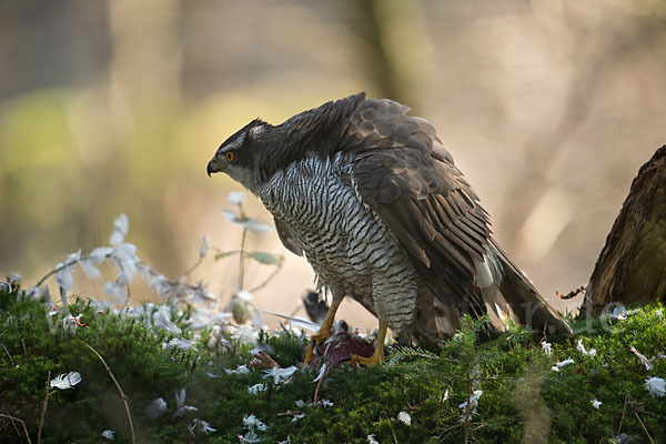 Habicht (Accipiter gentilis)