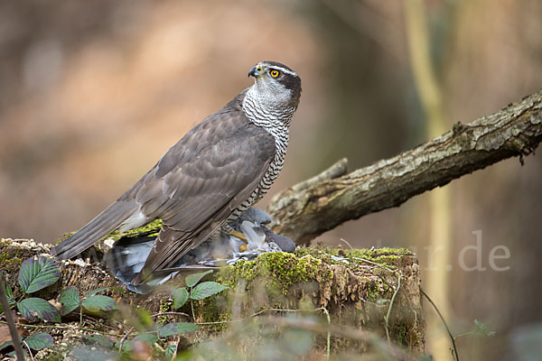 Habicht (Accipiter gentilis)