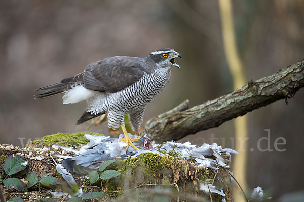 Habicht (Accipiter gentilis)