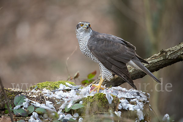 Habicht (Accipiter gentilis)