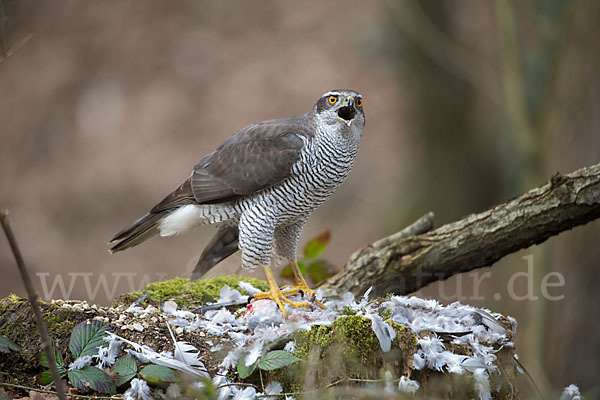 Habicht (Accipiter gentilis)