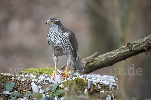 Habicht (Accipiter gentilis)