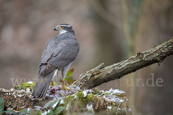 Habicht (Accipiter gentilis)